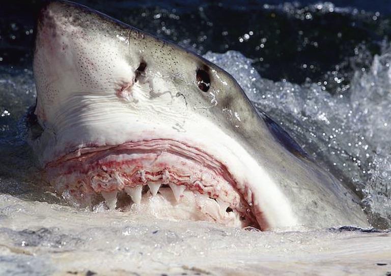A photograph of a white shark feeding on a whale at the surface