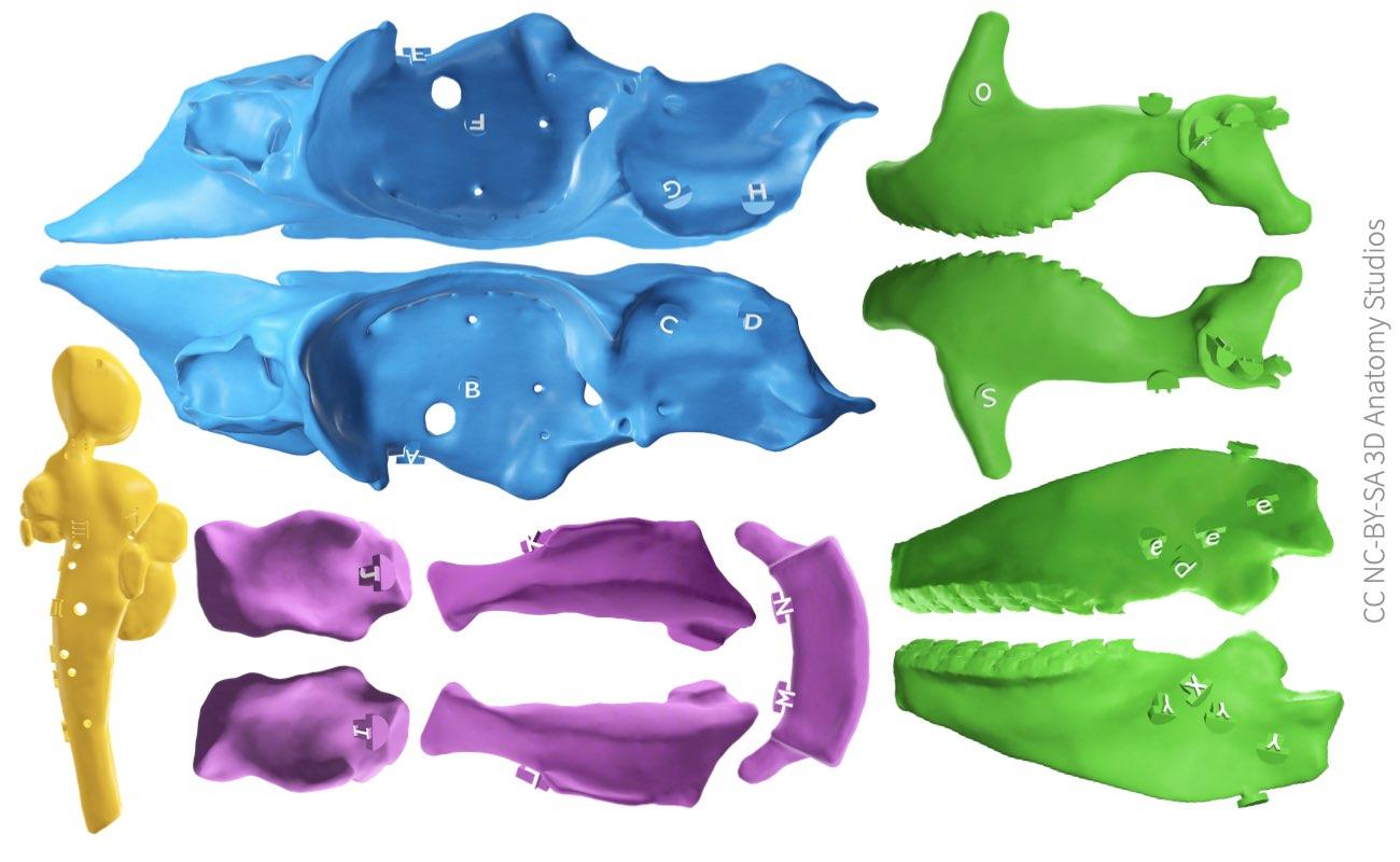 Image of all the chondrocranium 3D printed pieces, all splanchnocranium 3D printed pieces, and the brain