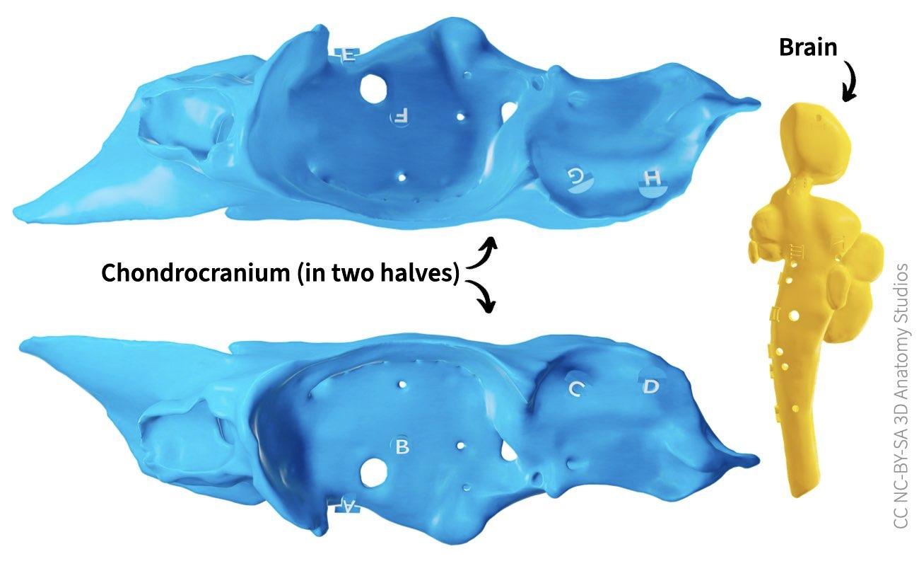 Chondrocranium halves and brain 3D print photos labeled lateral views v010.jpeg