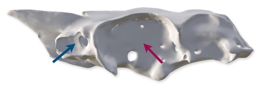 Chondrocranium with blue arrow pointing to the nasal capsule and red arrow pointing to the orbit.jpg