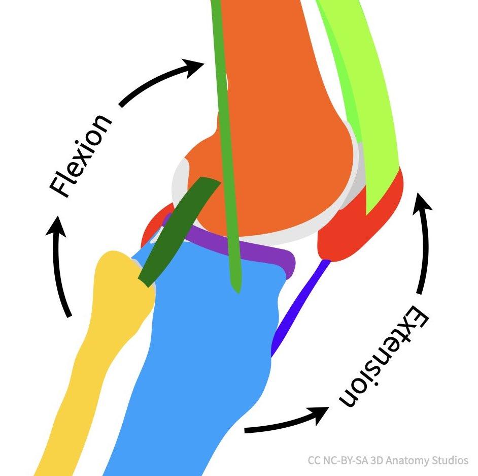 1 Knee vector sketch lateral view slightly flexed with arrows showing flexion vs extension.jpeg