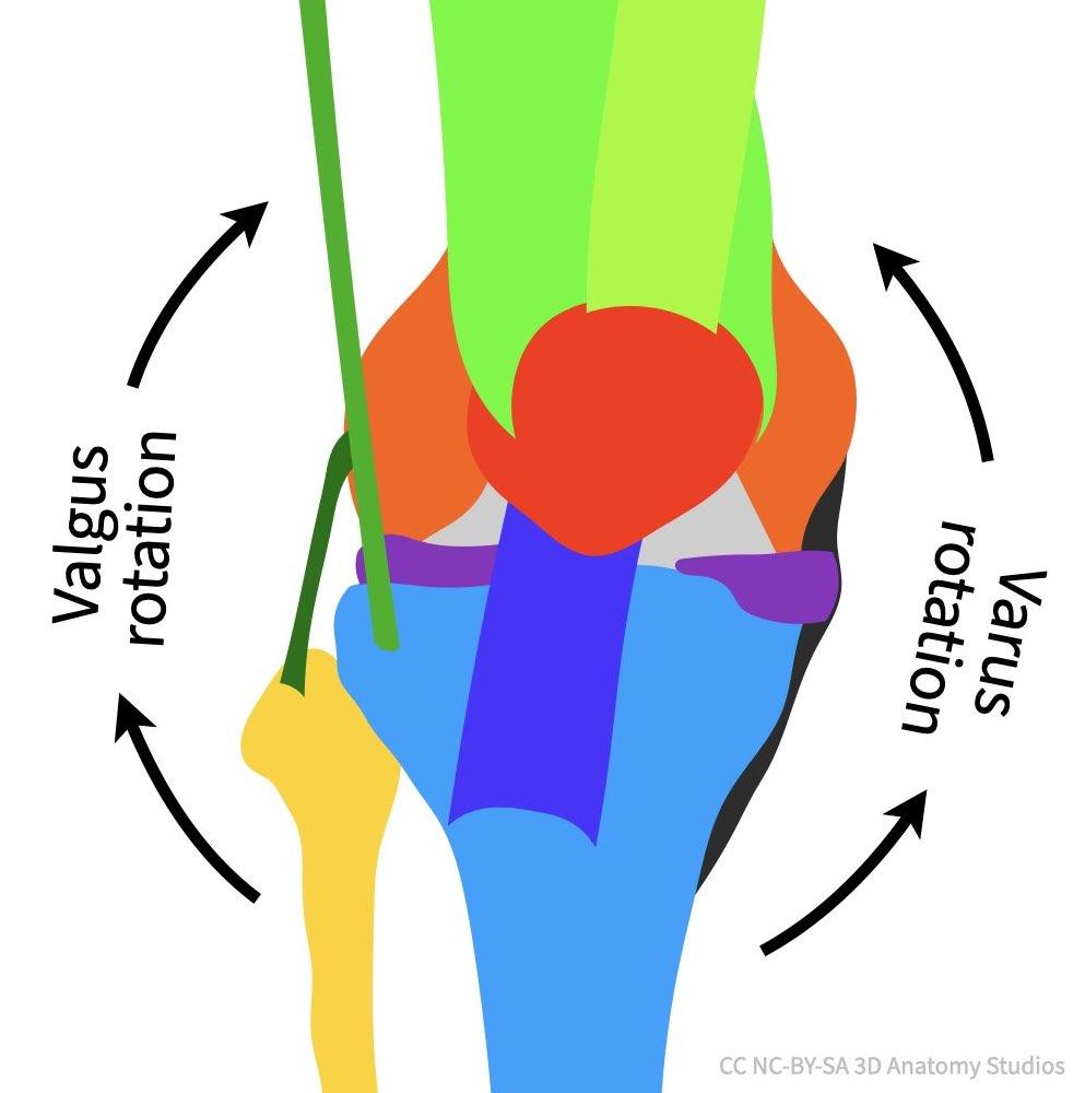 3 Knee vector sketch anterior view at full extension with arrows showing varus vs valgus.jpeg