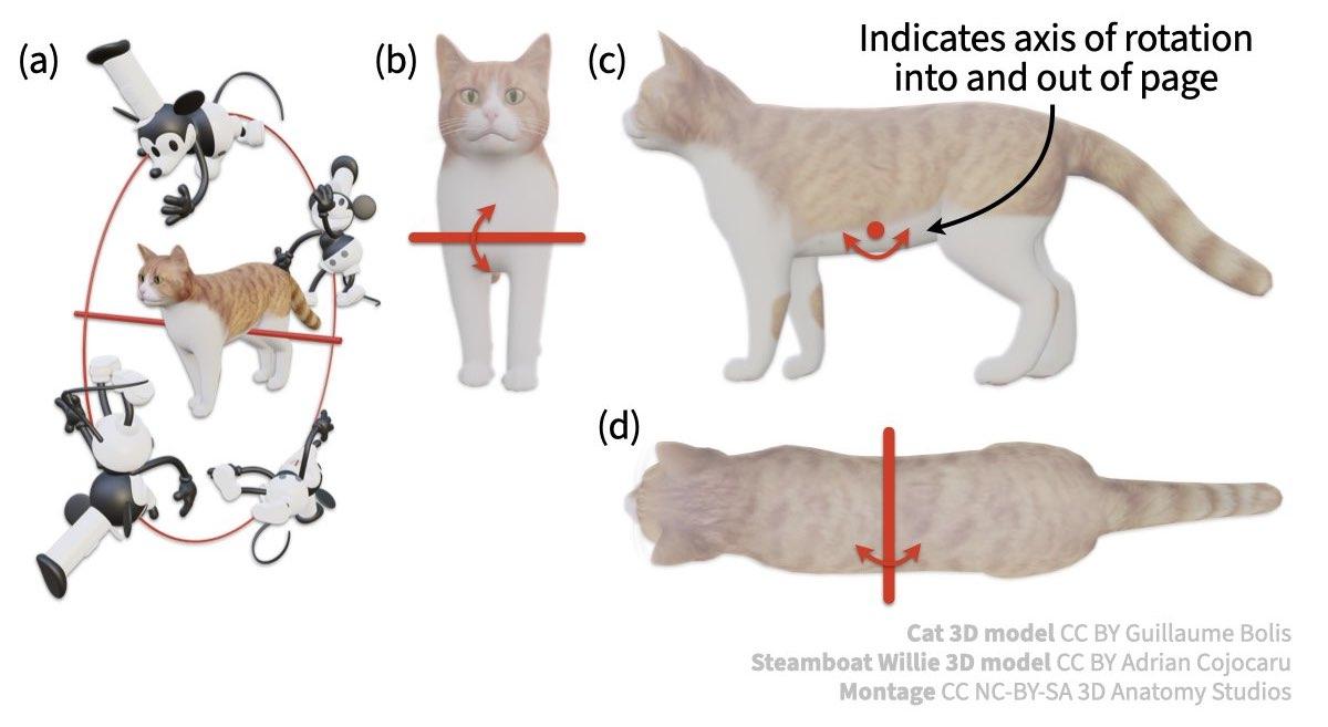 4 Mouse rotating around cat, red axis in 3D and 2D.jpeg