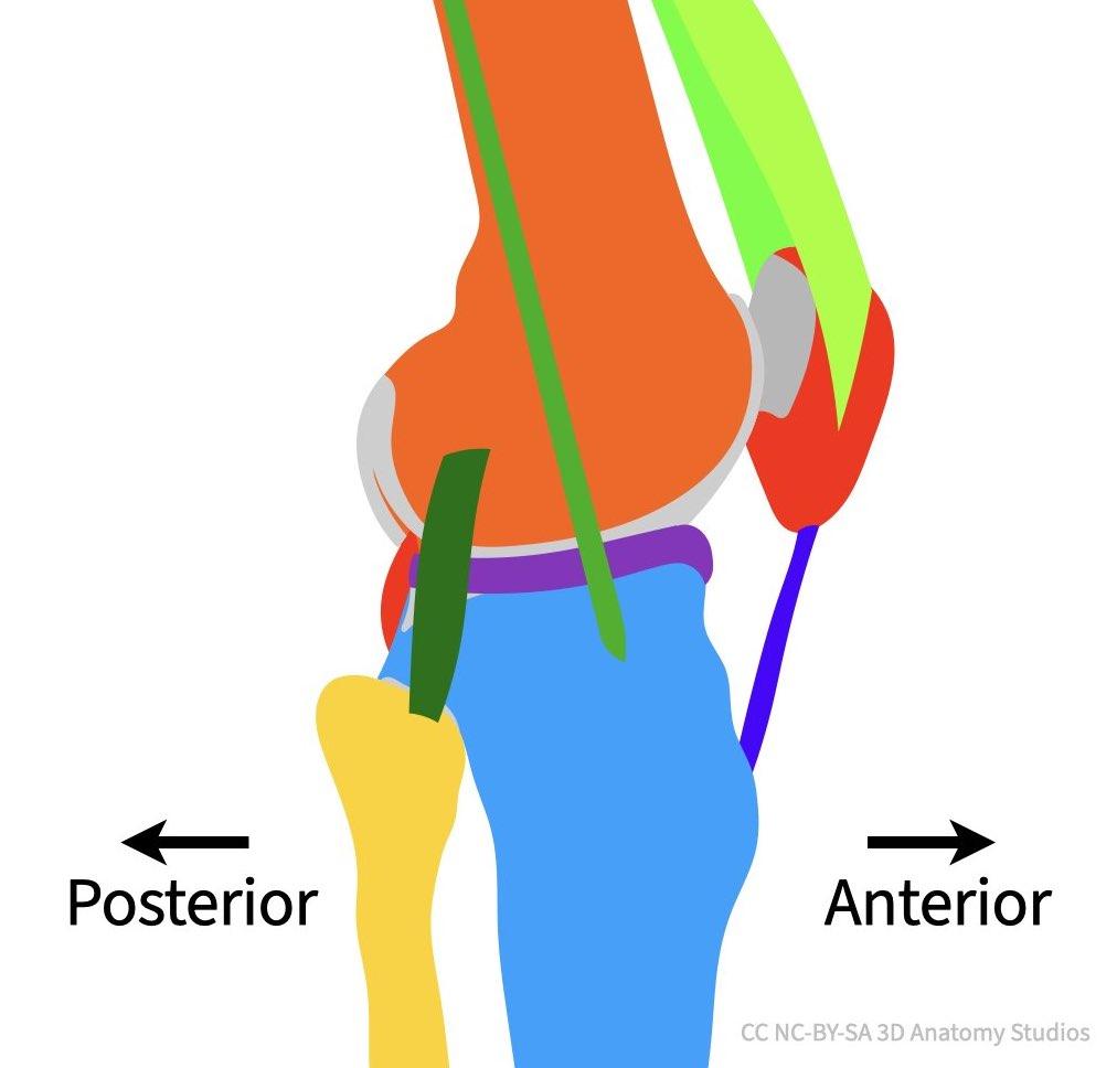 5 Knee vector sketch lateral view at full extension with arrows showing anterior vs posterior.jpeg