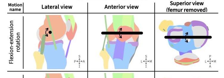 Knee Activity Guide Worksheet page 2 flexion extension with axes.jpeg