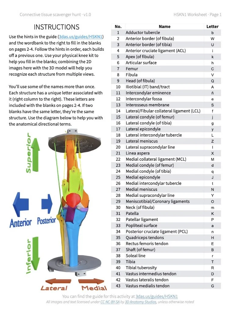 HSKN1 Worksheet v1 - Connective tissue scavenger hunt p1.webp