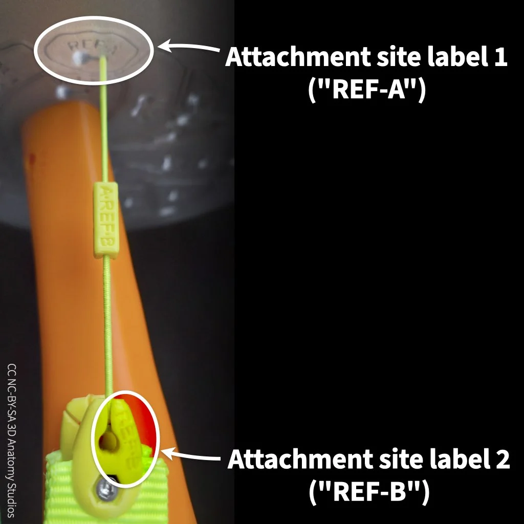 Photo of the rectus femoris muscle attached to the knee kit and the attachment site labels at each end of the muscle indicated by arrows and text