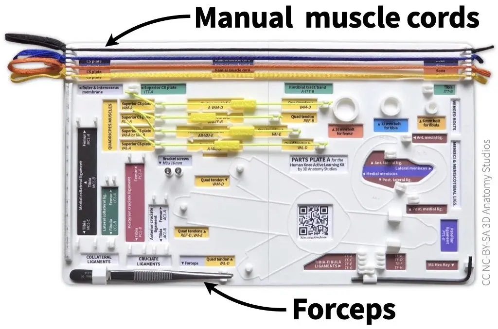 Photo of Parts Plate A with manual muscle cords, ruler, quad muscles, and hex key attached. Arrows and labels indicate the manual muscle cords and forceps