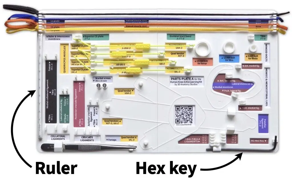 Photo of Parts Plate A with manual muscle cords, ruler, quad muscles, and hex key attached. Arrows and labels indicate the ruler and hex key.