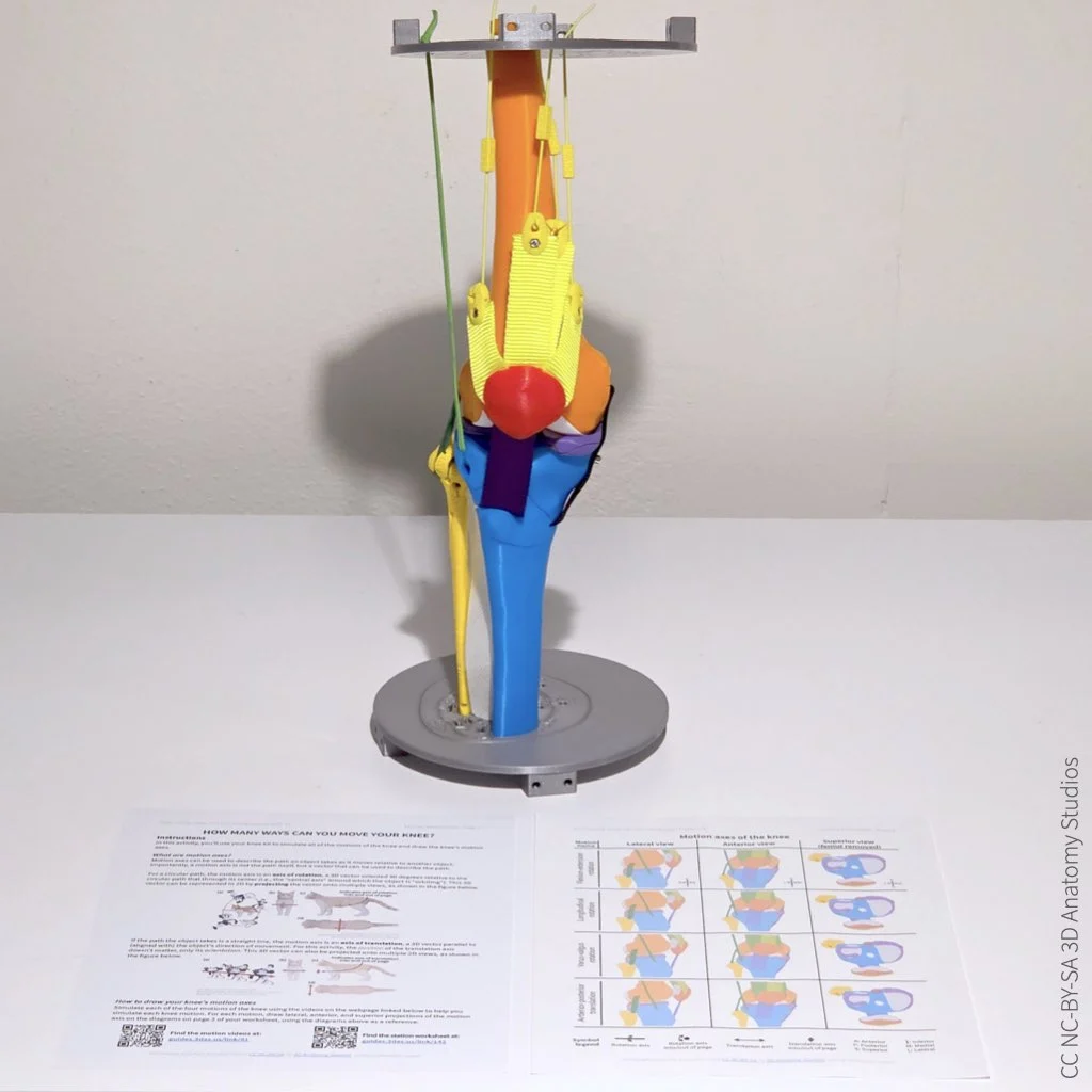 Photo of the station setup for the activity "How many ways can you move your knee?"